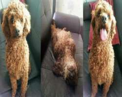 He adopted three dogs in his home whom he has named  Monggu, Jjanggu and Jjangah.